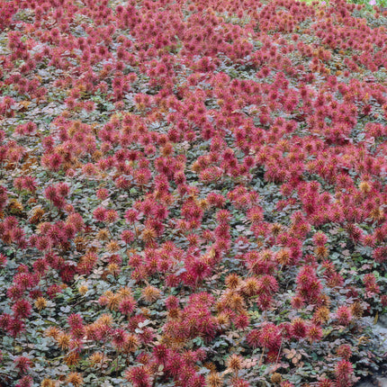 Acaena microphylla 'Kupferteppich' – Bodendecker Ø9cm – Höhe 10-25cm – Flachwachsende, pflegeleichte Pflanze – Für Garten, Steingarten & Wege – 24 Pflanzen