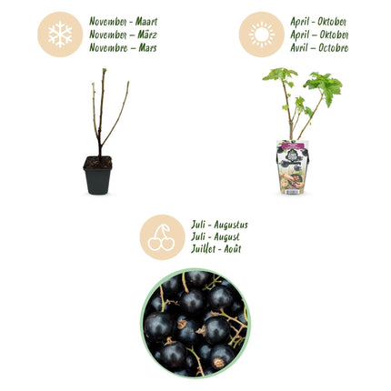 Schwarze Johannisbeerpflanzen Ribes nigrum Titania winterhart 6 Pflanzen Ø9cm Höhe 30cm – Vitaminreiche schwarze Johannisbeere für Garten & Balkon