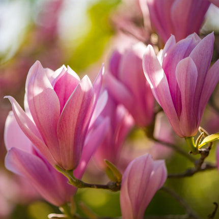 Magnolia Heaven Scent – 3 Pflanzen – 12cm – Höhe ca. 30cm – Laubabwerfende Magnolie mit duftenden rosa