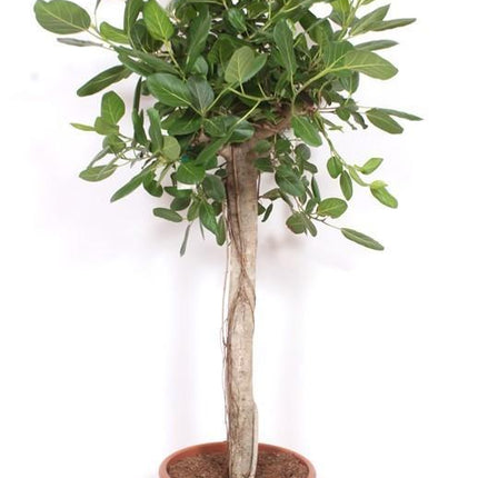 Ficus Benghalensis – 200cm – Große Zimmerpflanze für Wohnzimmer & Büro – Pflegeleichte tropische Grünpflanze – Luftreinigend – Ideal für Wohnräume