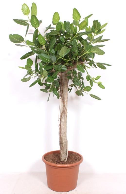 Ficus Benghalensis – 200cm – Große Zimmerpflanze für Wohnzimmer & Büro – Pflegeleichte tropische Grünpflanze – Luftreinigend – Ideal für Wohnräume