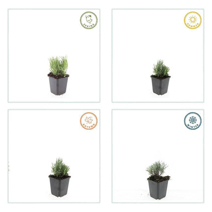 Lavendel Lavandula angustifolia 'Dwarf Blue' – 24 Pflanzen – Kompakter blauer Lavendel – Duftende Blüten & bienenfreundlich – Winterhart & pflegeleicht