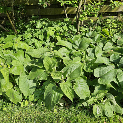 Russel-Brandkraut – Phlomis russeliana – 24 Pflanzen – Gelb blühende Staude – Sonnig bis halbschattig – Bienen- & Schmetterlingsfreundlich – Ø9cm – 10-25cm