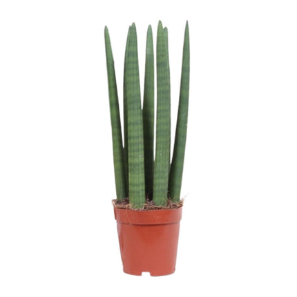 Schwiegermutterzunge – Sansevieria Straight – Zimmerpflanze – Ø12 cm – Ca. 40 cm hoch – Pflegeleicht & luftreinigend – Ideal für kleine Räume & halbschattige Standorte
