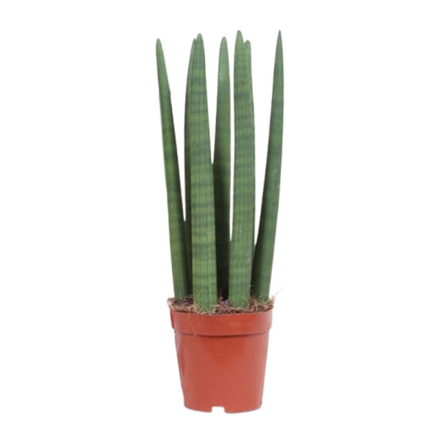 Schwiegermutterzunge – Sansevieria Straight – Zimmerpflanze – Ø12 cm – Ca. 40 cm hoch – Pflegeleicht & luftreinigend – Ideal für kleine Räume & halbschattige Standorte