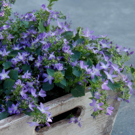 Hängepolster-Glockenblume Campanula poscharskyana 'Stella' – ↕10-25cm – Ø9cm – 60 Pflanzen – Blau blühend – Bodendecker & Überhangpflanze – Sonne & Schatten – Pflegeleicht
