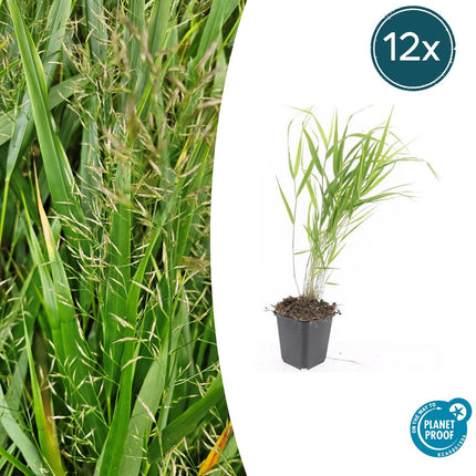 Japan-Zwergschilf Hakonechloa macra – ↕10-25cm – Ø9cm – 12 Pflanzen – Elegantes, schattentaugliches Ziergras für Beete & Bodendecker – Winterhart & pflegeleicht