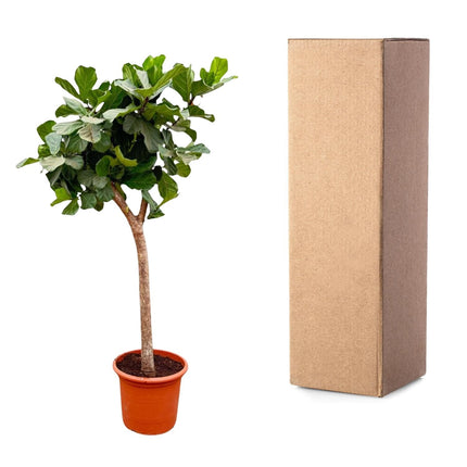 Ficus Lyrata Baum XXL 230cm – Geigenfeige Zimmerpflanze extra groß – Ø40-45cm – große glänzende Blätter – ideal für Wohnzimmer & Büro
