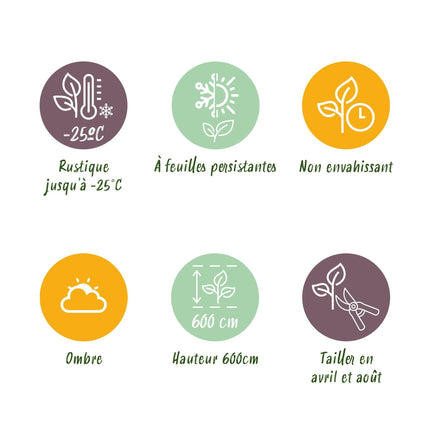 Leyland-Zypresse Cupressocyparis leylandii – Immergrüne Heckenpflanze – 8 Pflanzen – 1 m – 9 cm Höhe 35–40 cm – Schnellwachsend & Pflegeleicht