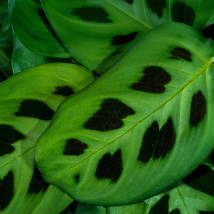 Maranta Fascinator Kerchoveana – 2 Pflanzen – Ø12cm Höhe 30-35cm – Gebetspflanze mit dekorativen Blattflecken – Haustierfreundliche Zimmerpflanze