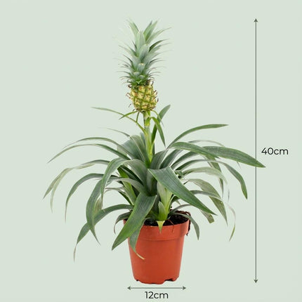 Ananaspflanze Mi Amigo – 2 Pflanzen – Ø12cm – Höhe 35-40cm – Tropische Zimmerpflanze mit Zierananas – Exotische Dekopflanze für Zuhause