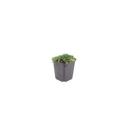 Thymian Thymus praecox Albiflorus Bodendecker – 24 Pflanzen – Ø9cm – Höhe 10-25cm – Weiß blühender Polsterthymian – Winterhart