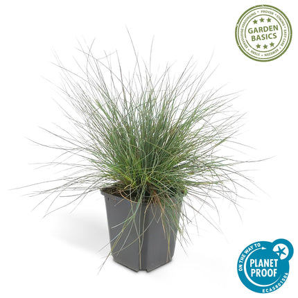 Blau-Schwingel – Festuca glauca 'Elijah Blue' – ↕10-25 cm – Ø9 cm – 6 Pflanzen – Ziergras – Blau-graues Gras – Pflegeleicht & Winterhart – Steingarten & Beete