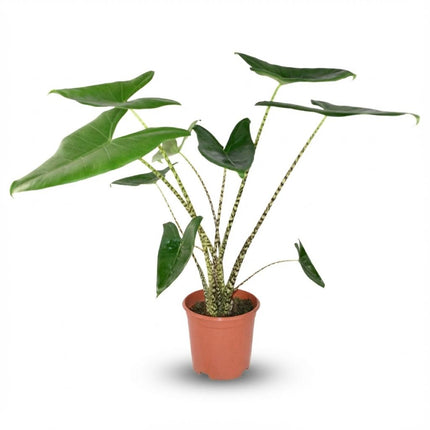 Pfeilblatt Alocasia Zebrina Ø21cm Höhe 70-75cm – Elefantenohr mit gestreiften Stielen – Exotische Zimmerpflanze für Wohnraum & Büro