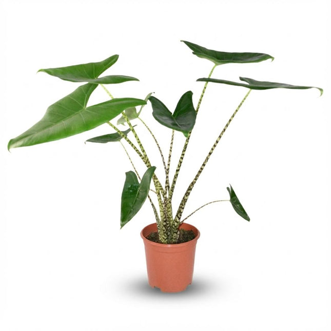 Pfeilblatt Alocasia Zebrina Ø21cm Höhe 70-75cm – Elefantenohr mit gestreiften Stielen – Exotische Zimmerpflanze für Wohnraum & Büro