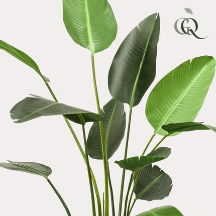 Kunstpflanze Strelitzia Nicolai – Paradiesvogelblume – ca. 230cm hoch – Realistische XXL Zimmerpflanze mit großen Seidenblättern – Dekopflanze für Wohnzimmer, Büro & Empfangsbereiche