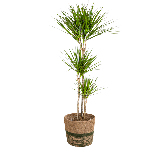 Dracaena Marginata Green inkl. Naturkorb – Höhe 130-150cm – Ø24cm – Elegante Zimmerpflanze mit schmalen, grünen Blättern