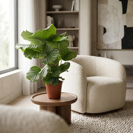 Korbmarante Calathea Orbifolia – Ø17cm – Höhe 40-50cm – Große silbrig gestreifte Blätter – Dekorative Zimmerpflanze für Wohnraum Büro & Schlafzimmer