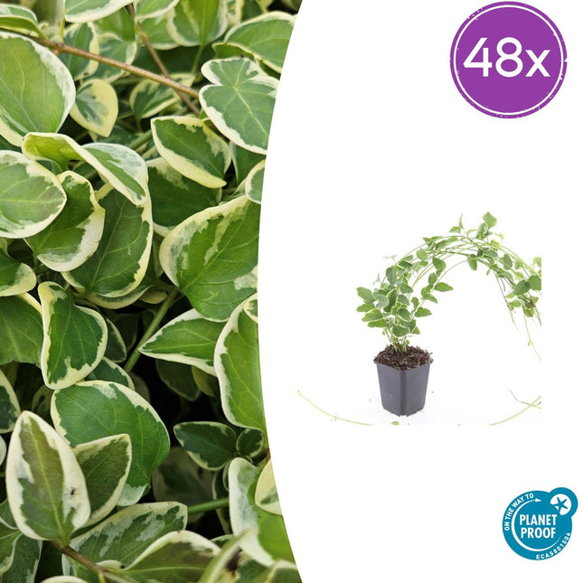Vinca major 'Variegata' – 48 Pflanzen – immergrüner Bodendecker mit cremeweiß gerandeten Blättern – winterhart & pflegeleicht