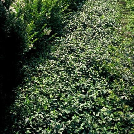 Spindelstrauch – Euonymus fortunei 'Dart's Blanket' – ↕10-25 cm – Ø9 cm – 60 Pflanzen – Zweifarbig & winterhart – Pflegeleichter Bodendecker – Sonne & Schatten
