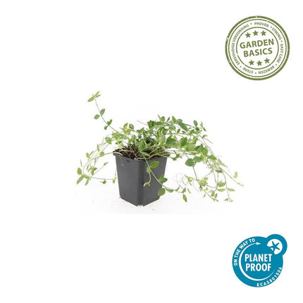 Kleines Immergrün Vinca minor 'Gertrude Jekyll' – ↕10-25cm – Ø9cm – 6 Pflanzen – Weiße Blüten – Immergrüner Bodendecker