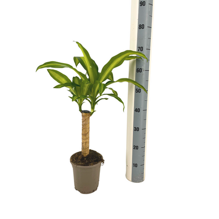 Dracaena fragrans Massangeana – Ø17cm Höhe 60–80cm – Pflegeleichte Zimmerpflanze mit grün-gelben Blättern – Drachenbaum für Wohnzimmer, Büro & Innenräume