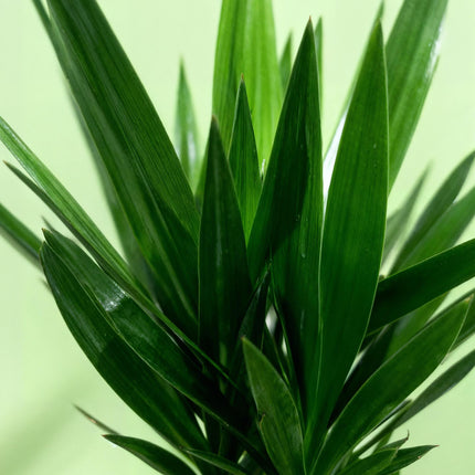 Palmlilie Yucca Elephantipes – 140cm – 24cm – Pflegeleichte Palmlilie mit schmalen, grünen Blättern