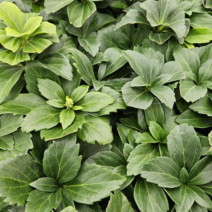 Pachysandra terminalis – 24 Pflanzen – ↕10-25cm – Ø9cm – Immergrün – Bodendecker – Schatten – Pflegeleicht – Japanischer Ysander