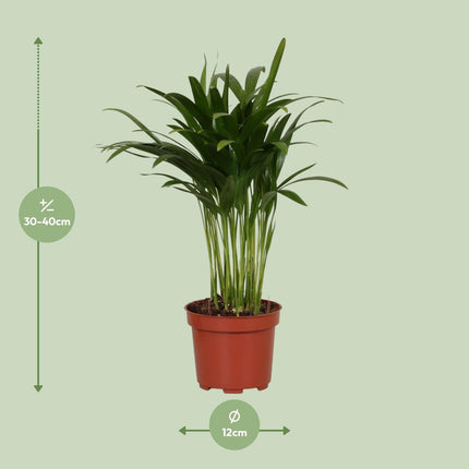 Areca Catechu – Tropische Goldpalme für Innenräume – 35cm Ø12cm – Pflegeleichte Zimmerpflanze mit eleganten Wedeln