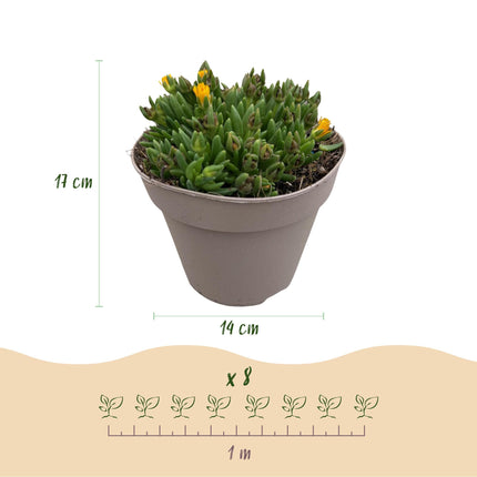 Delosperma Mix – 4 winterharte Bodendeckerpflanzen – Farben Rot, Gelb, Lila & Rosa – Pflegeleichte Blühpflanzen 14cm – 17cm Höhe – Für Beet, Balkon & Terrasse