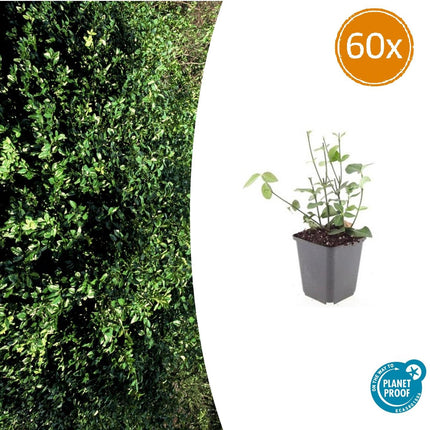 Purpur – Kriechspindel – Euonymus fortunei 'Coloratus' – ↕10-25cm – Ø9cm – 60 Pflanzen – Bodendecker – Winterhart & Pflegeleicht – Herbstbeeren