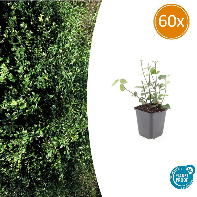 Purpur – Kriechspindel – Euonymus fortunei 'Coloratus' – ↕10-25cm – Ø9cm – 60 Pflanzen – Bodendecker – Winterhart & Pflegeleicht – Herbstbeeren
