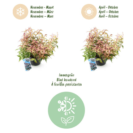 Traubenheide Leucothoe Makijaz – 2 Pflanzen 17cm Höhe ca.45cm – Immergrün & farbintensiv – Braun – grünes Laub – Pflegeleichter Zierstrauch