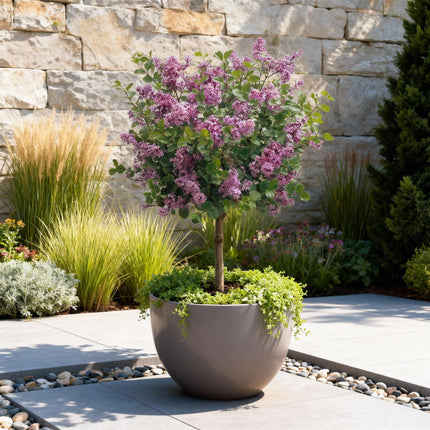 Zwergflieder Syringa meyeri Palibin – 19cm Höhe ca.90cm – Lila blühend & duftend – Winterhart & laubabwerfend – Ideal für Beet Balkon Terrasse