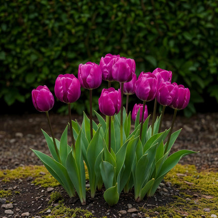Blumenzwiebeln Tulipa Triumph Purple – Lila – 15 Stück – Zwiebelgröße 11/12 – Elegante Triumph-Tulpen für Garten, Balkon & Terrasse – Frühjahrsblüher
