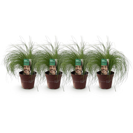 Zartes Federgras – Stipa tenuifolia Pony Tails – Ziergras – Grün – 4 Pflanzen – Immergrün – Wenig Pflege – 17cm – Höhe 50cm