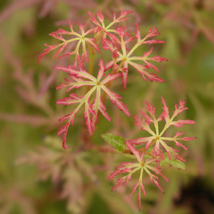 Ahorn Acer palmatum Seiryu – 12cm – Höhe ca. 35cm – Filigranes grünes Laub & leuchtende Herbstfarben – Laubabwerfender pflegeleichter Zierstrauch