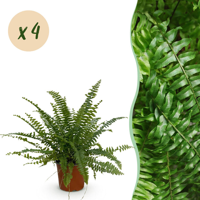 Nephrolepis exaltata Green Lady – 4 Pflanzen Set – Ø12cm Höhe 28-30cm – Schwertfarn mit üppigem Grün – Haustierfreundliche Zimmerpflanze