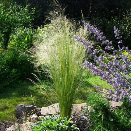 Zartes Federgras – Stipa tenuifolia Pony Tails – Ziergras – Grün – 4 Pflanzen – Immergrün – Wenig Pflege – 17cm – Höhe 50cm