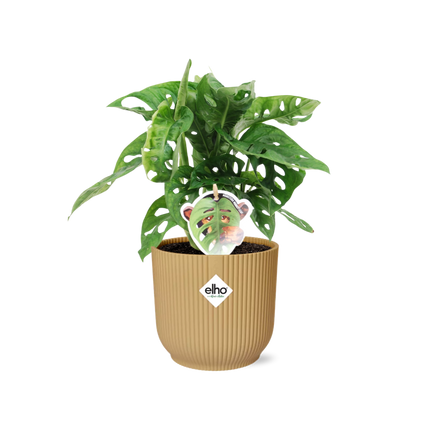Monstera Monkey Leaf – Fensterblatt – Ø14cm Gelber Vibes Fold Topf – Tropische Zimmerpflanze – Luftreinigend & pflegeleicht – Swiss Cheese Plant