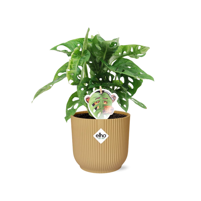 Monstera Monkey Leaf – Fensterblatt – Ø14cm Gelber Vibes Fold Topf – Tropische Zimmerpflanze – Luftreinigend & pflegeleicht – Swiss Cheese Plant