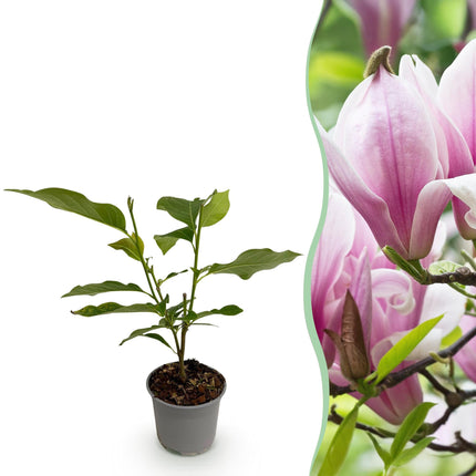 Magnolia George Henry Kern – 12cm – Höhe ca. 30cm – Rosa duftende Blüten – Laubabwerfender Zierstrauch – Pflegeleicht für Beet, Balkon & Terrasse