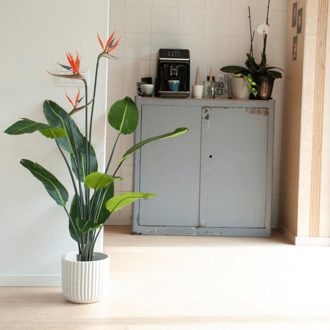 Strelitzia mit Blüten – 120cm – Kunstpflanze im schwarzen Topf – tropischer Blickfang – hochwertige Dekopflanze für Wohnzimmer, Büro & Flur – pflegeleicht