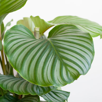 Korbmarante Calathea Orbifolia – Zimmerpflanze – 65cm hoch – Ø21cm – inkl. Natur – Korb Sofia aus Seegras – Luftreinigend & dekorativ