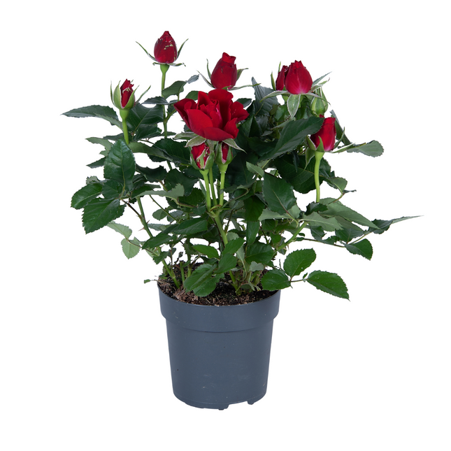 Rose Rot Topfrose – Ø17cm ca. 45cm Höhe – Robuste und pflegeleichte Gartenrose – Für Halbschatten geeignet