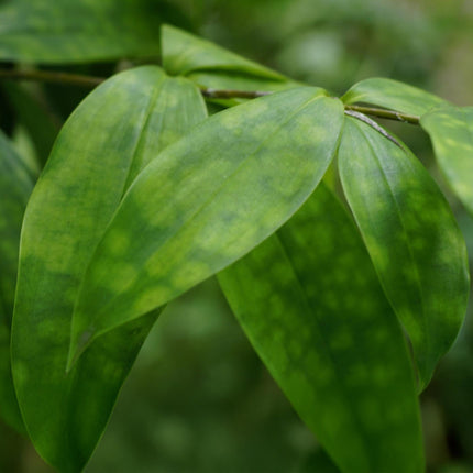 Drachenbaum Dracaena surculosa – Zwei kräftige Pflanzen im dekorativen Korb – 17cm – Höhe 60-70cm – Pflegeleichter Drachenbaum für Innenräume