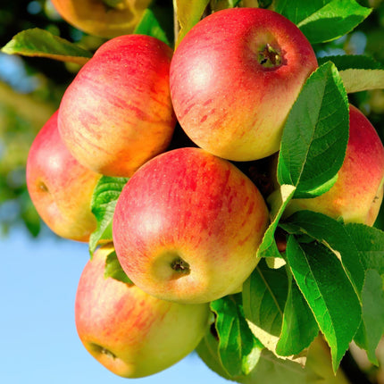 Apfelbaum Malus domestica Jonagold – Gelbgrüner Apfel – Obstbaum im Ø21cm – Höhe ca. 90cm – Süß – saurer Geschmack – Pflegeleicht & gesund