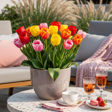 Blumenzwiebeln Tulpe Darwin-Hybride Mischung – 40 Blumenzwiebeln – Bunte Tulpenmischung in verschiedenen Farben – Frühjahrsblüher für Beet, Balkon & Terrasse – Pflegeleicht