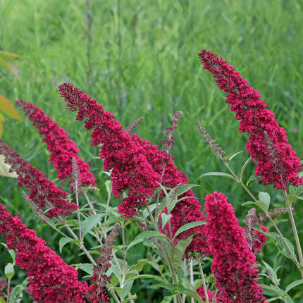 Schmetterlingsstrauch Buddleja davidii Royal Red – Rote Blüten – Laubabwerfend – Schmetterlingsfreundlich – 17 cm Höhe 25 cm