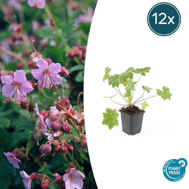 Balkan-Storchschnabel – Geranium macr. 'Ingwersen's Var.' – Ø9 cm – ↕10-25 cm – 12 Pflanzen – pflegeleichter Bodendecker, zartrosafarbene Blüten, winterhart